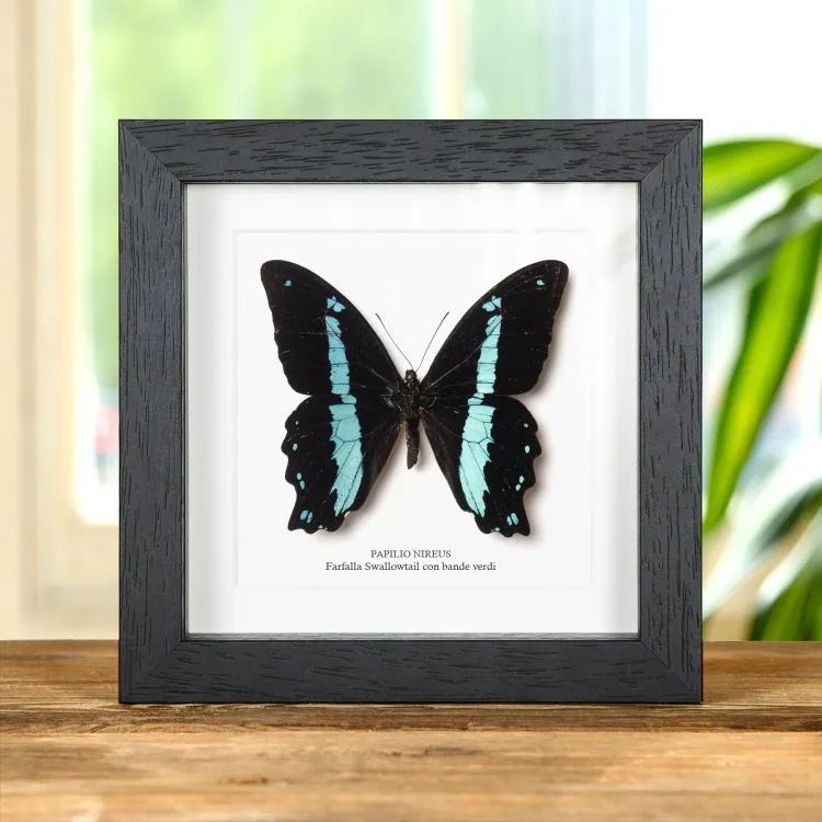 Farfalla Swallowtail Con Bande Verdi In Cornice (Papilio nireus)