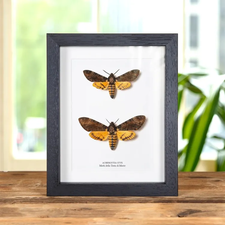 Moth Della Testa Di Morte Maschio & Femmina Pair In Cornice (Acherontia styx)