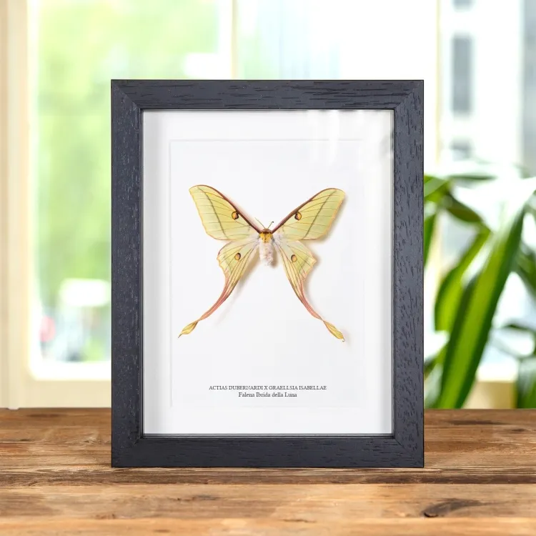 Falena Ibrida Femmina In Cornice (Actias dubernardi x Graellsia Isabellae)