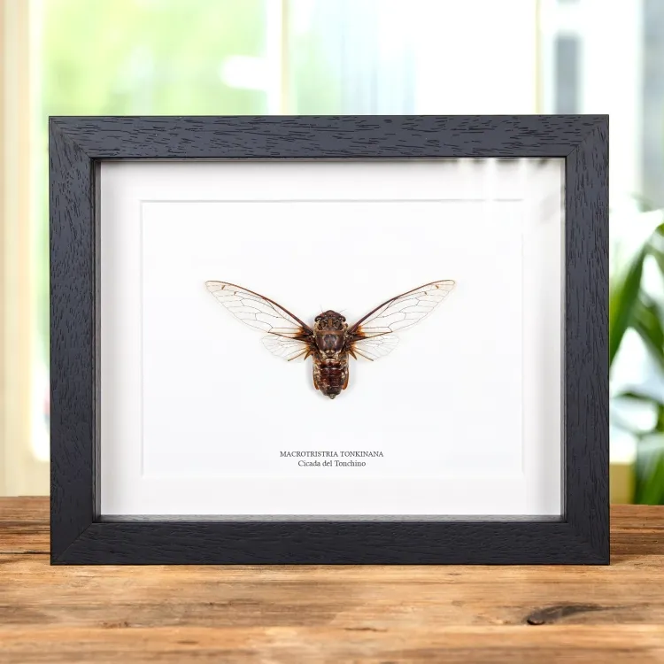 Cicada Del Tonchino In Cornice (Macrotristria tonkinana)
