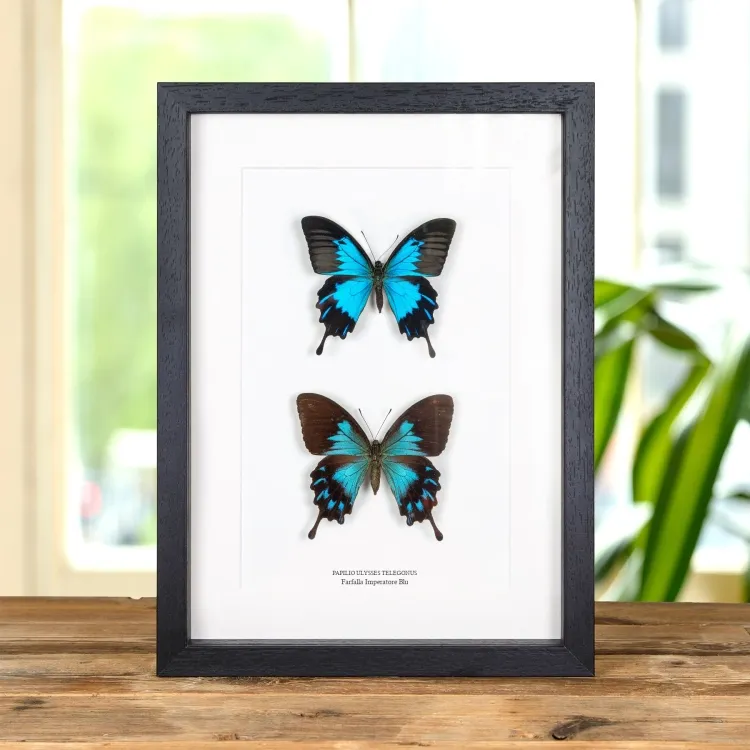 Farfalla Imperatore Blu Maschio & Femmina Pair In Cornice (Papilio ulysses telegonus)