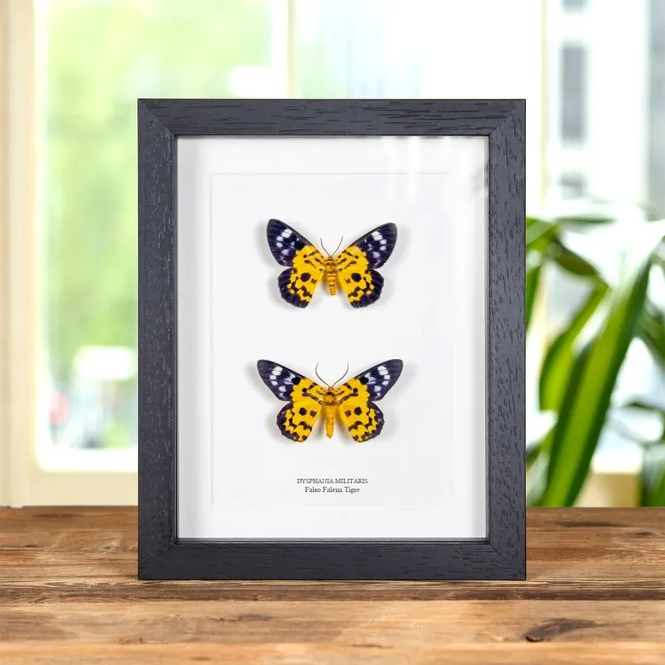 Falso Falena Tigre Maschio & Femmina Pair In Cornice (Dysphania militaris)