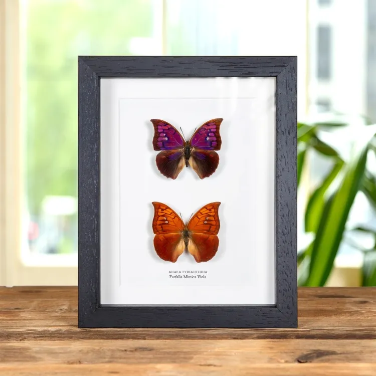 Farfalla Mimica Viola Maschio & Femmina Pair In Cornice (Anaea tyrianthina)