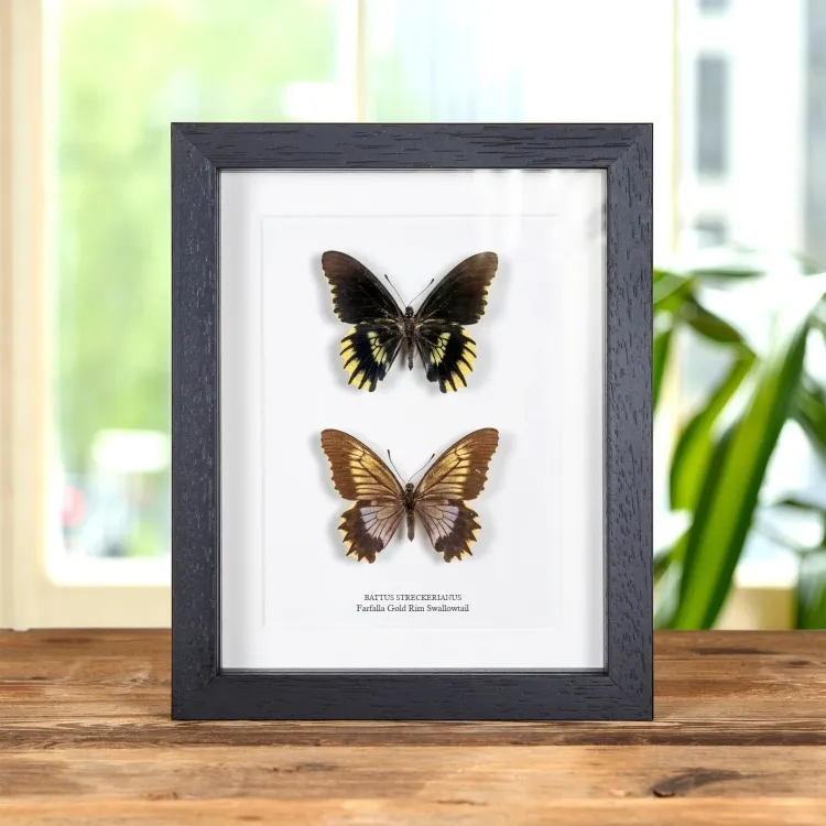 Farfalla Gold Rim Swallowtail Maschio & Femmina Pair In Cornice (Battus streckerianus)