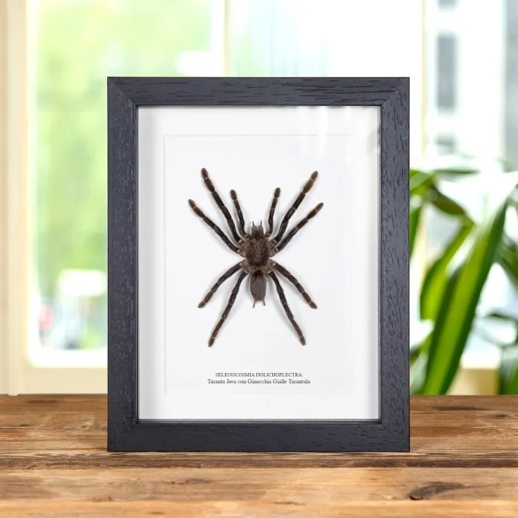 Java Yellow-Kneed Tarantula Spider In Cornice (Selenocosmia dolichoplectra)