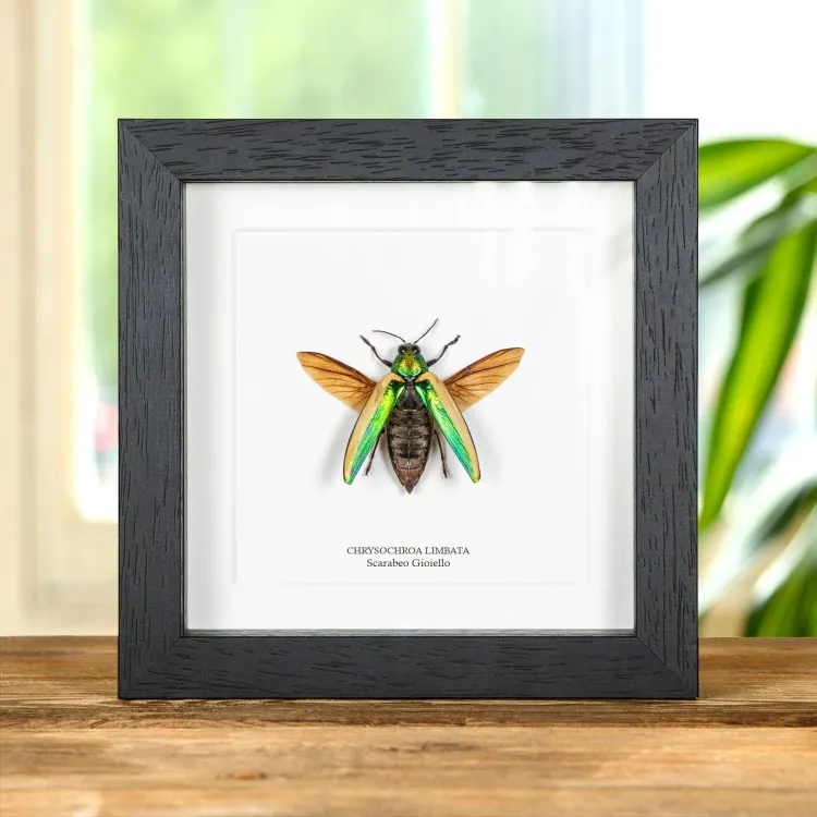 Scarabeo Gioiello Raro In Cornice (Chrysochroa limbata)