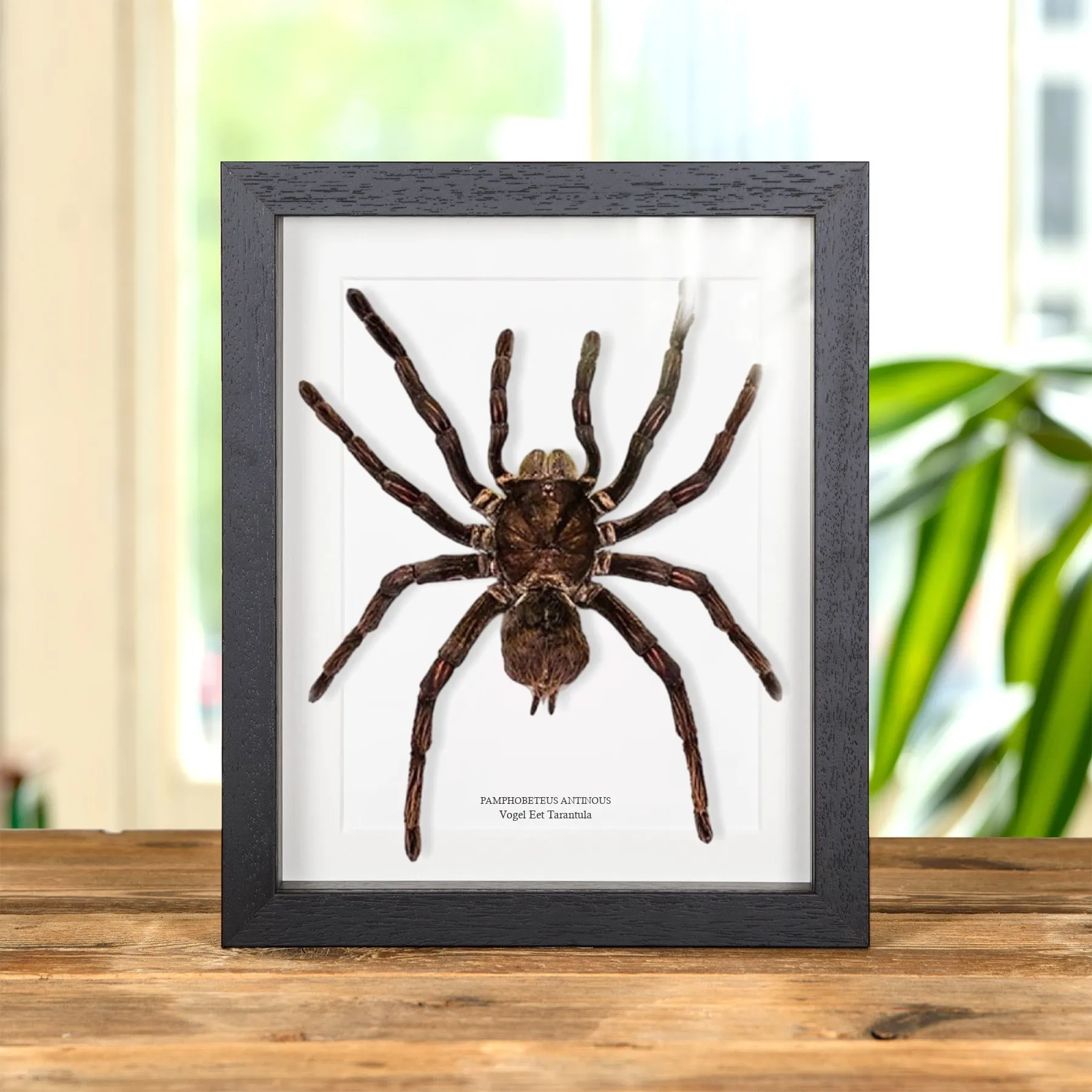 Minibeast Vogel Eet Tarantula in Lijst (Pamphobeteus antinous)