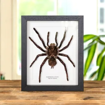 Vogel Eet Tarantula in Lijst (Pamphobeteus antinous)