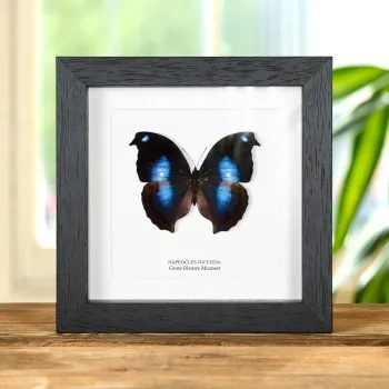 Grote Blauwe Maanset Vlinder in Lijst (Napeocles jucunda)