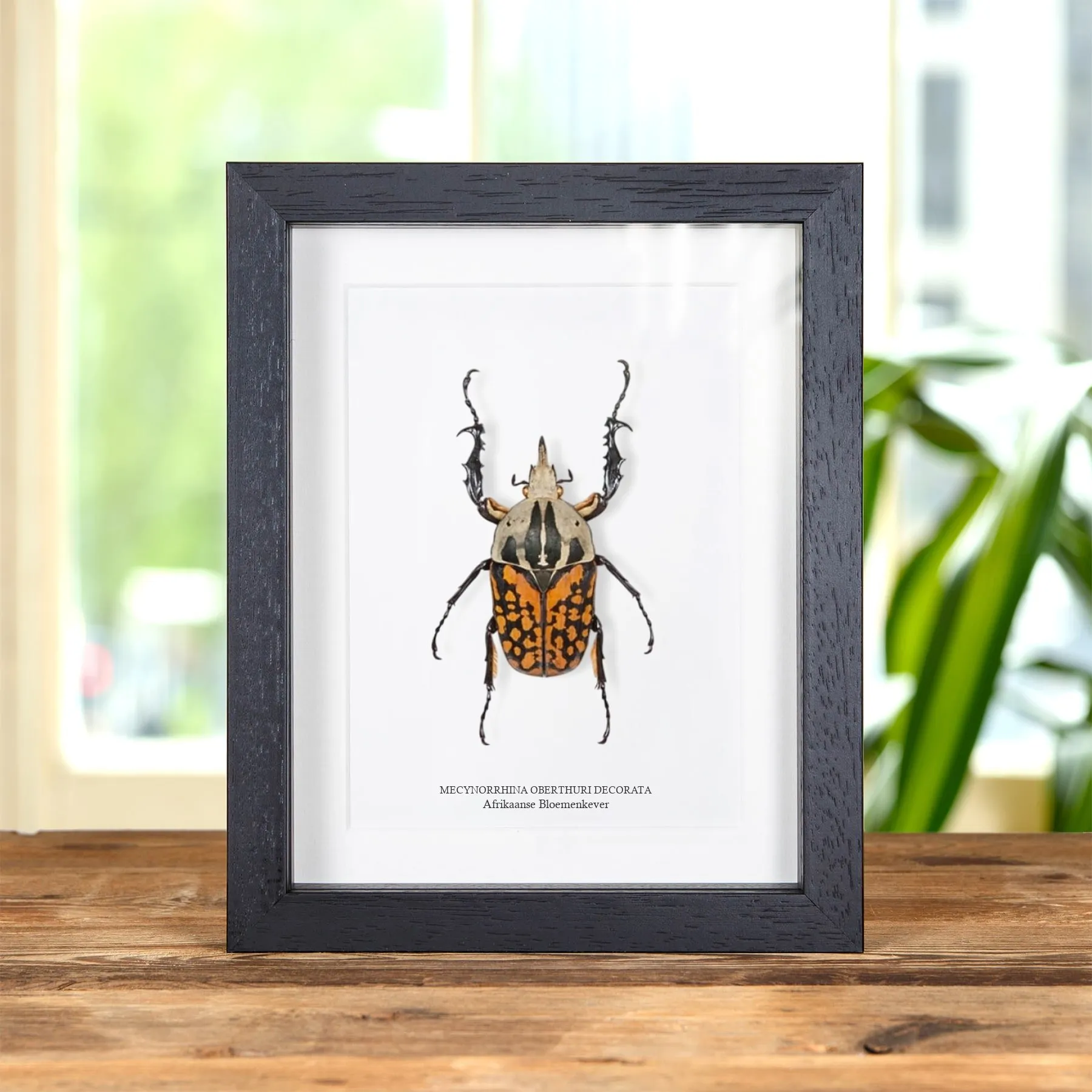 Minibeast XL Afrikaanse Bloemenkever in Lijst (Mecynorrhina oberthuri decorata)