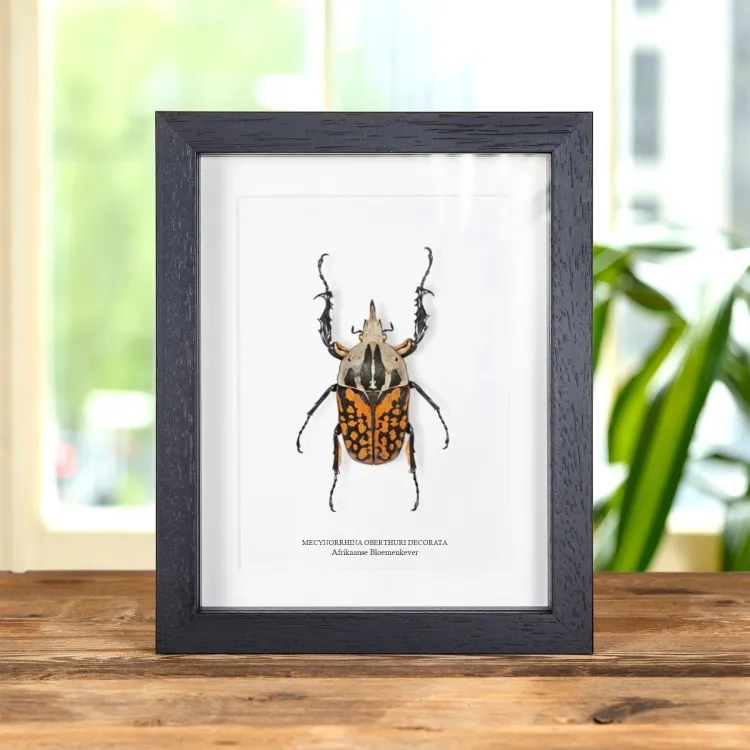 XL Afrikaanse Bloemenkever in Lijst (Mecynorrhina oberthuri decorata)