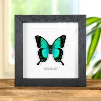 Zeegroen Swallowtail in Lijst (Papilio lorquinianus)