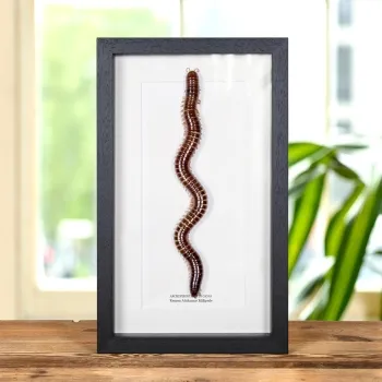 Reuzen Afrikaanse Millipede in Lijst (Archispirostreptus gigas)