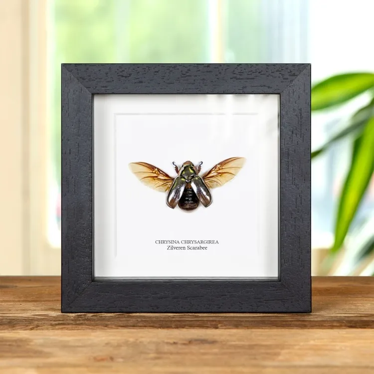 Zilveren Scarabee in Lijst (Chrysina chrysargirea)