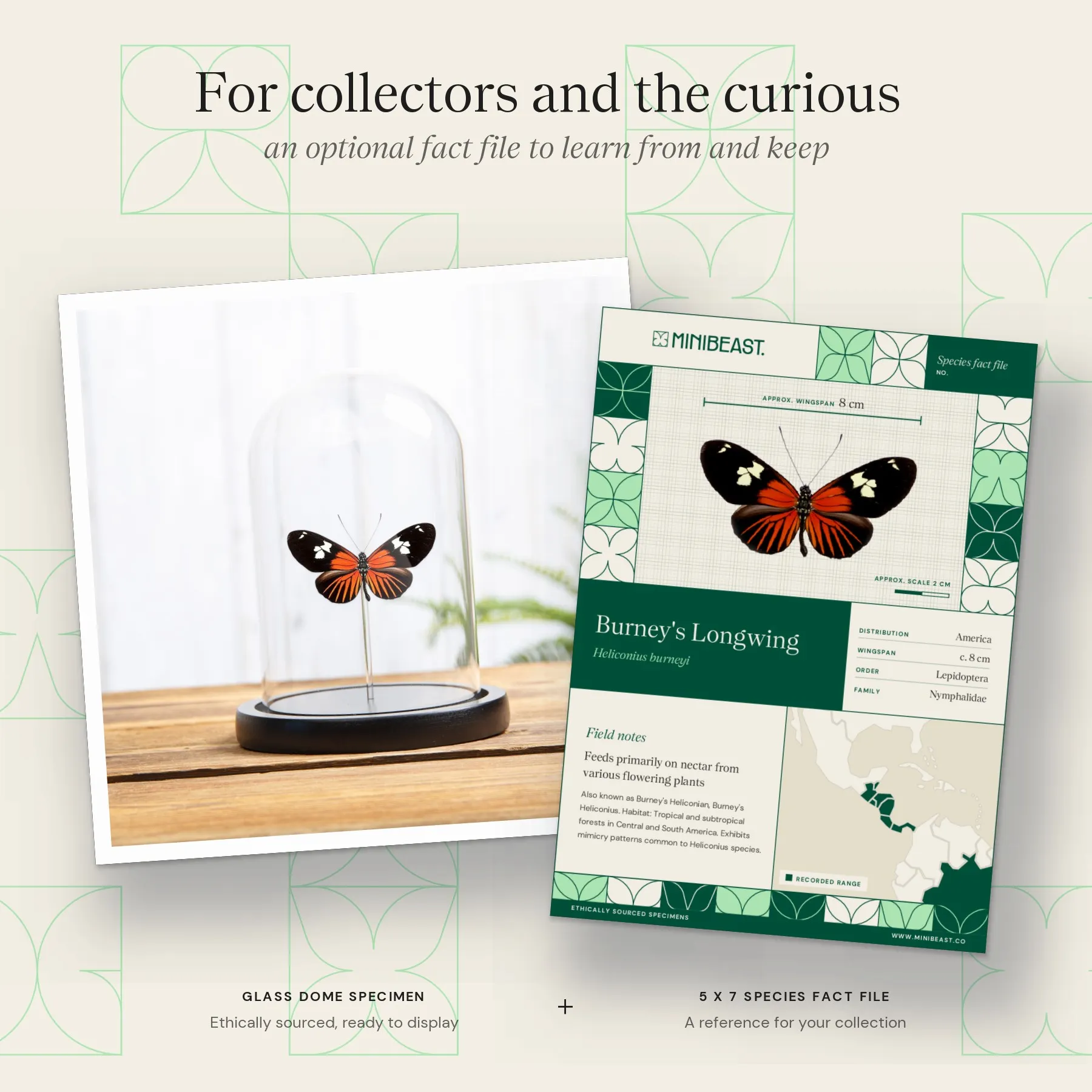 Minibeast Burney's Longwing In Glass Dome (Heliconius burneyi)