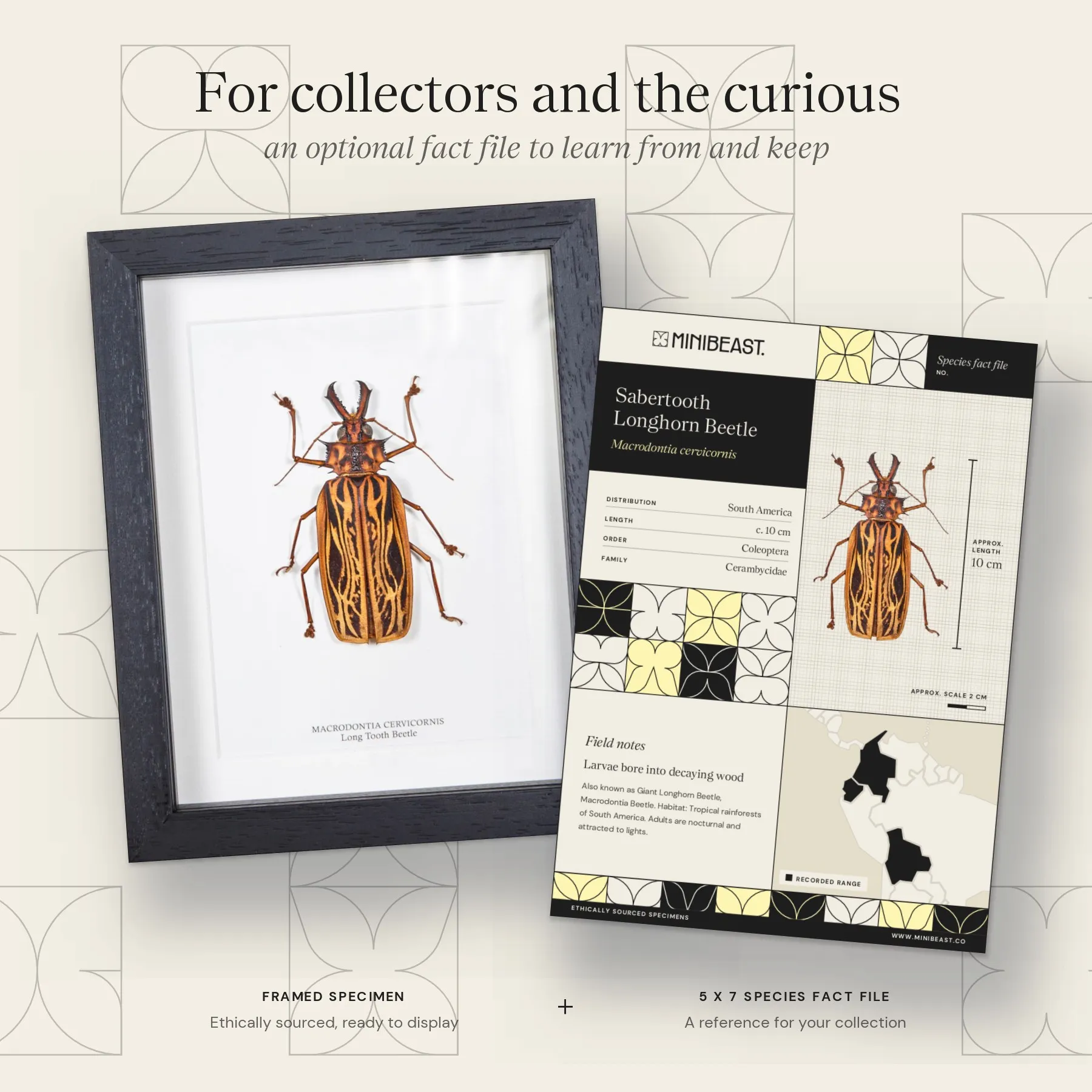 Female Sabertooth Longhorn Beetle In Box Frame (Macrodontia cervicornis) Minibeast Female Sabertooth Longhorn Beetle In Box Frame (Macrodontia cervicornis)