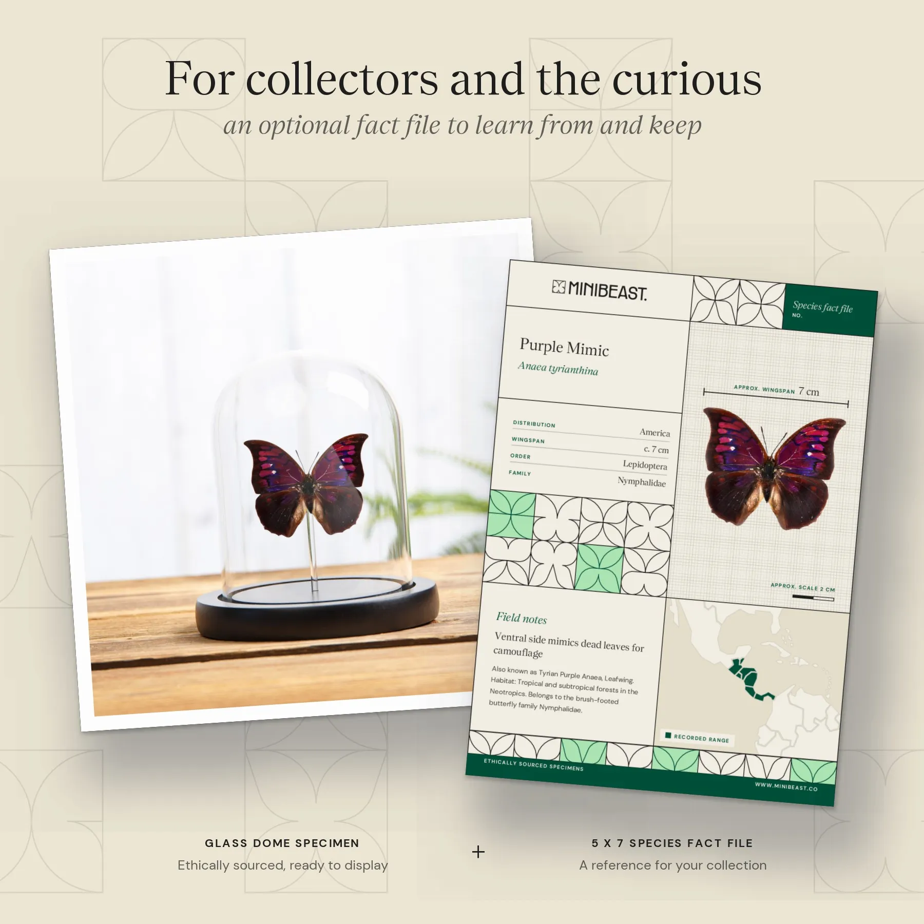 Purple Mimic Butterfly In Glass Dome With Wooden Base (Anaea tyrianthina) Minibeast Purple Mimic Butterfly In Glass Dome With Wooden Base (Anaea tyrianthina)