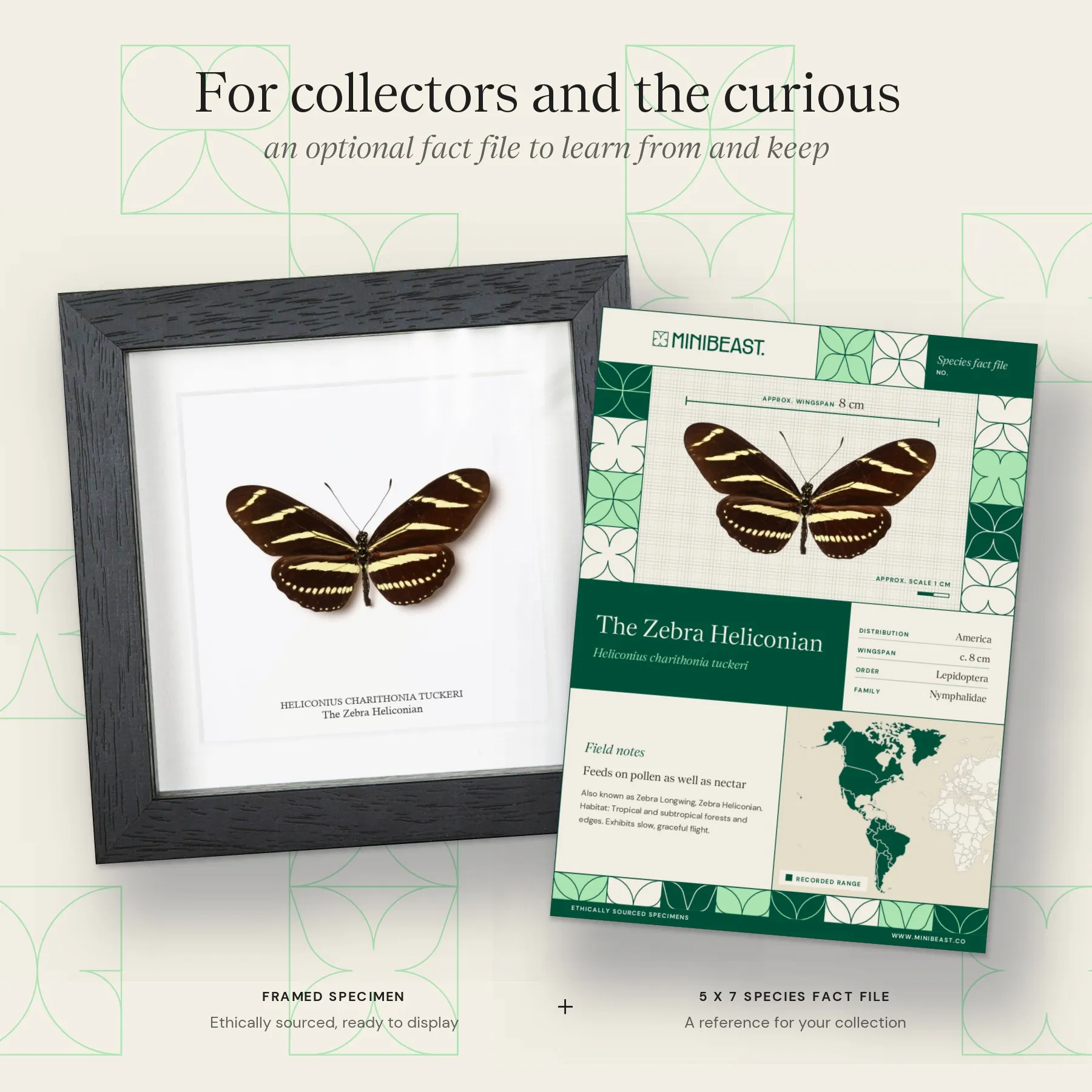 Minibeast The Zebra Heliconian Butterfly In Box Frame (Heliconius charithonia tuckeri)