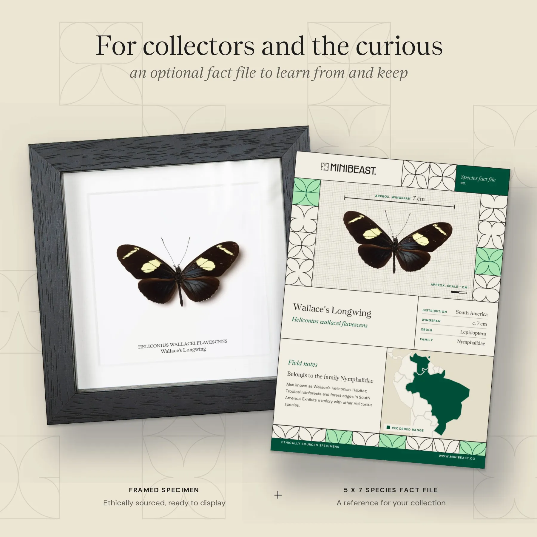 Minibeast Wallace's Longwing Butterfly In Box Frame (Heliconius wallacei flavescens)