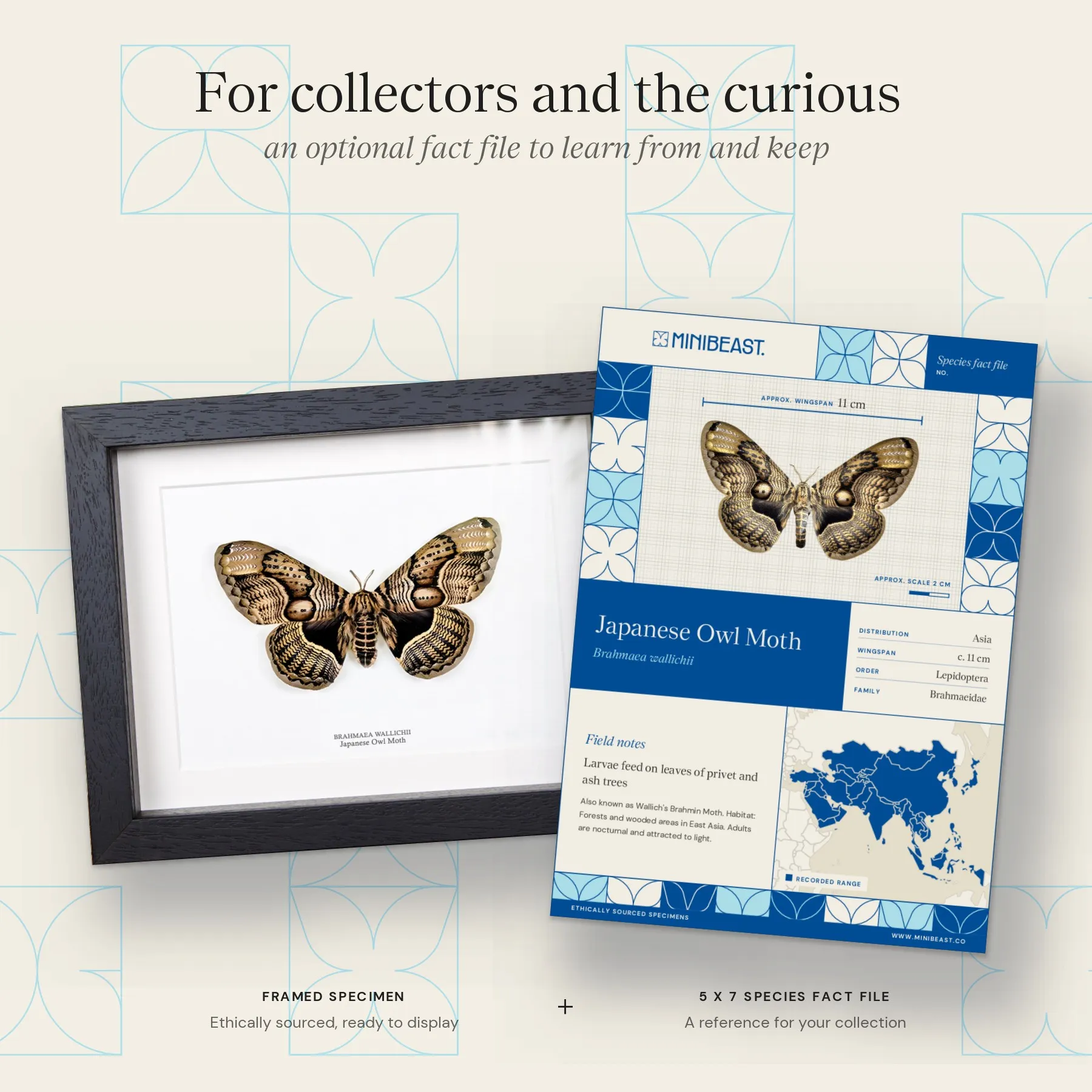 Japanese Owl Moth In Box Frame (Brahmaea wallichii) Minibeast Japanese Owl Moth In Box Frame (Brahmaea wallichii)
