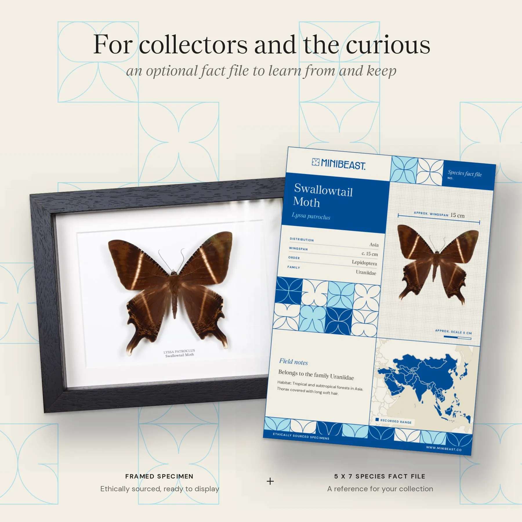 Swallowtail Moth In Box Frame (Lyssa patroclus) Minibeast Swallowtail Moth In Box Frame (Lyssa patroclus)