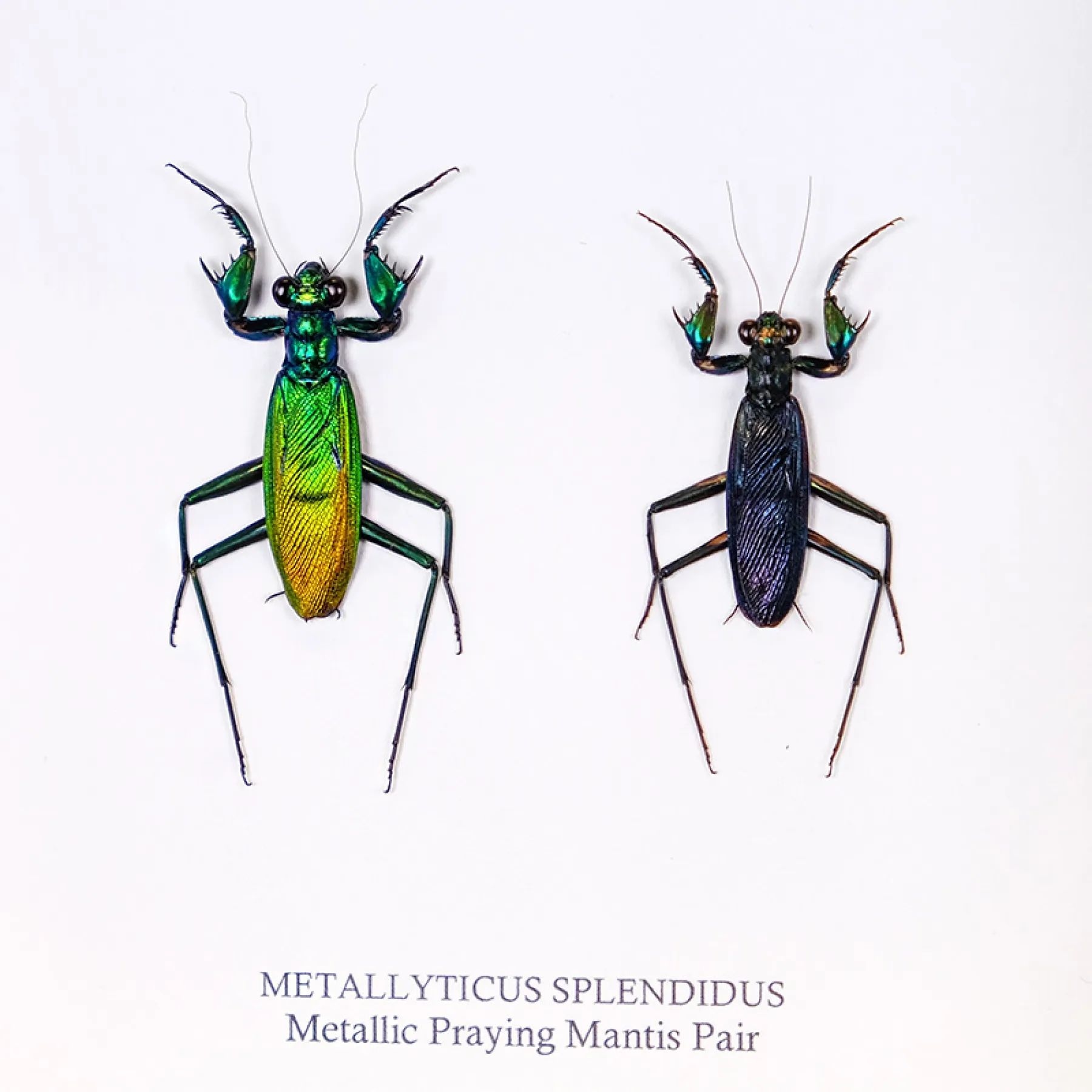 Metallic Praying Mantis Pair In Box Frame (Metallyticus splendidus)