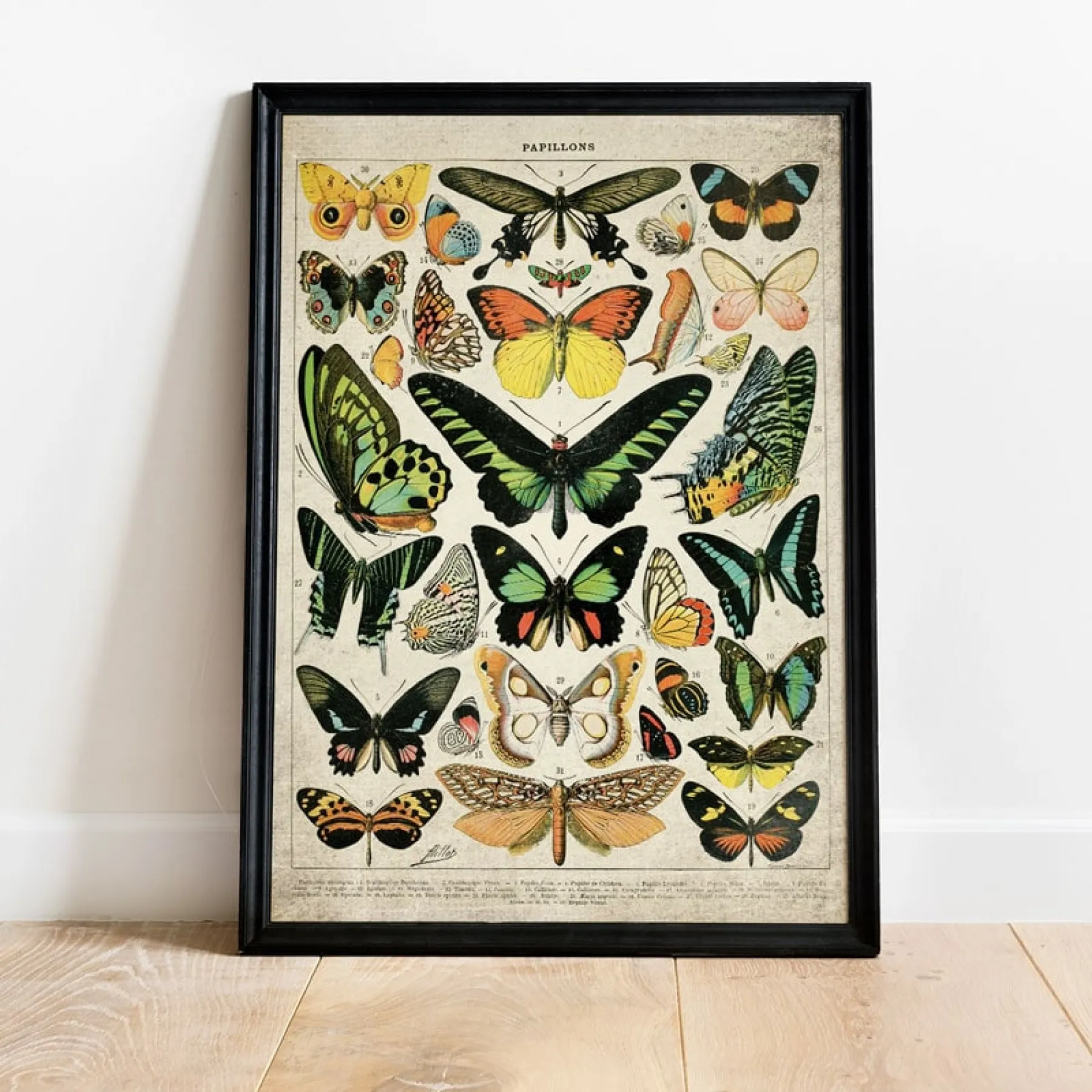 Minibeast Vintage Entomologie Giclée-Druck (Schmetterlinge & Motten Platte 2 von 1907)