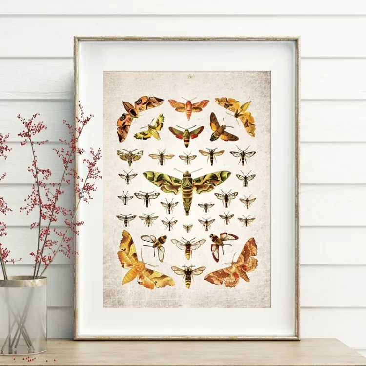Vintage Entomology Giclee Print (Moths Plate From 1837)