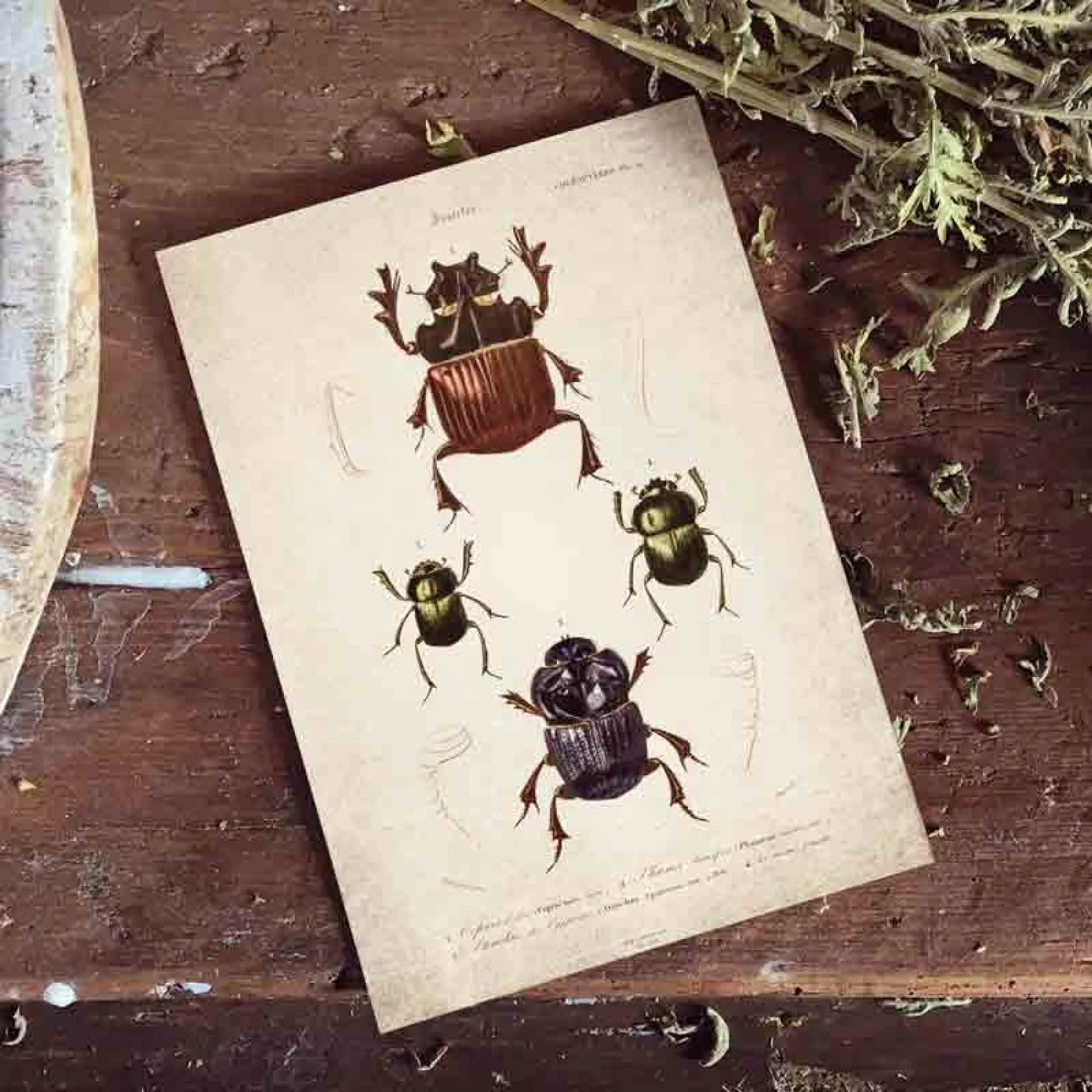 Minibeast Vintage Entomology Giclee Print (Beetle Group Plate From 1907)