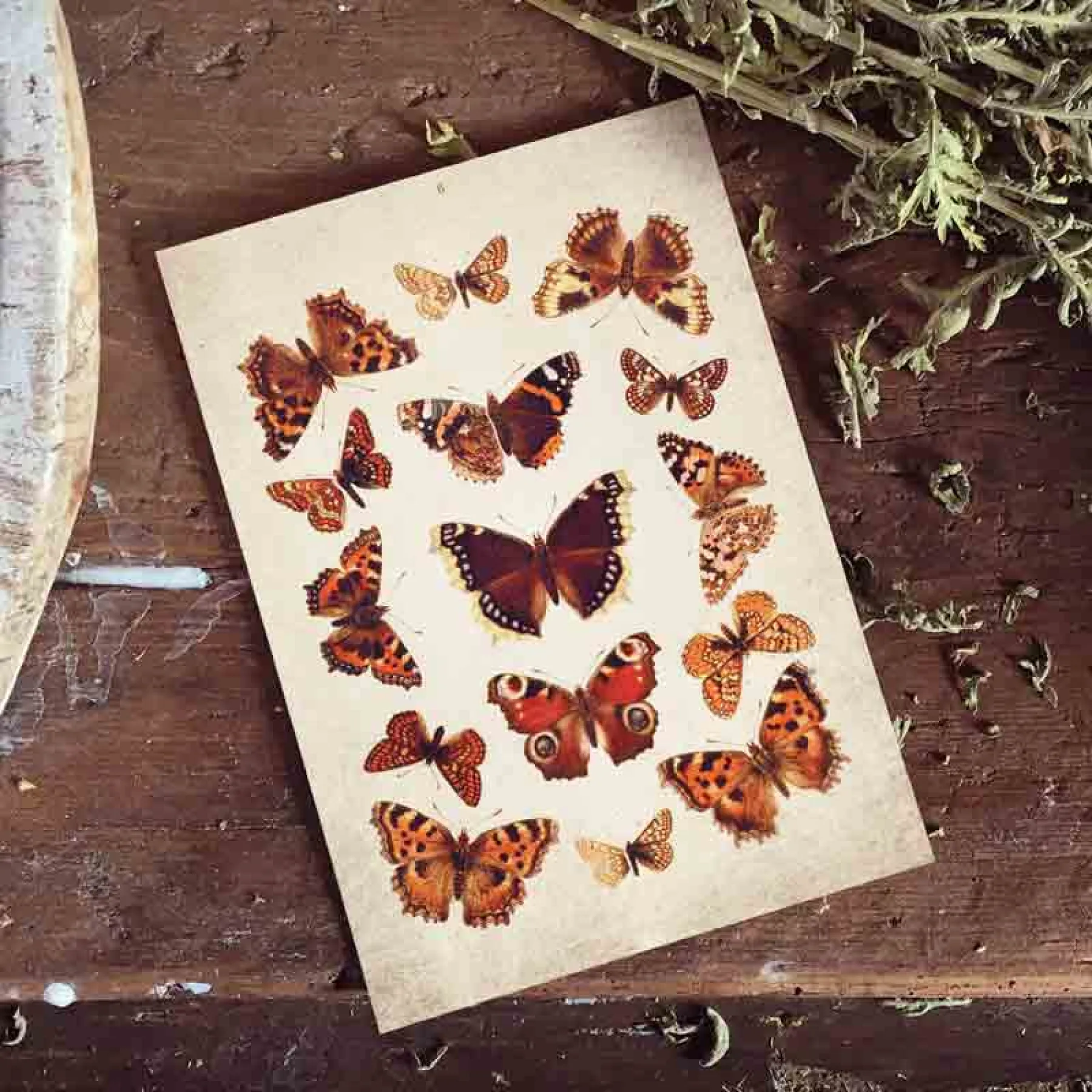 Minibeast Vintage Entomology εκτύπωση giclée (Πίνακας Βρετανικών Πεταλούδων από 1837)