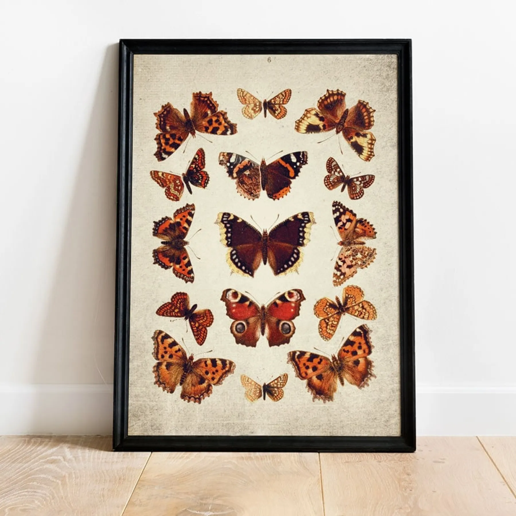 Minibeast Vintage Entomology εκτύπωση giclée (Πίνακας Βρετανικών Πεταλούδων από 1837)