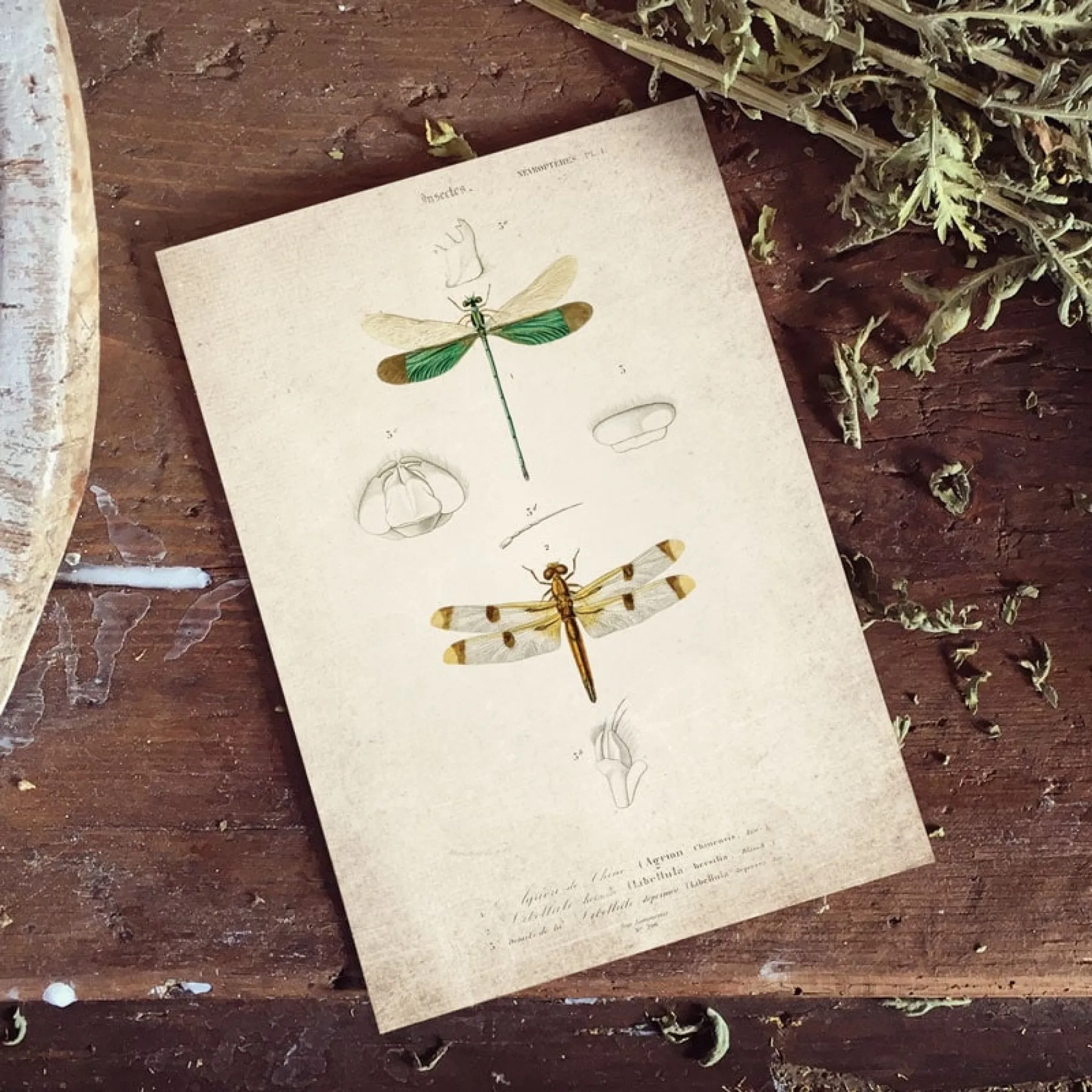 Minibeast Vintage Entomology Giclee Print (Dragonflies Plate From 1907)