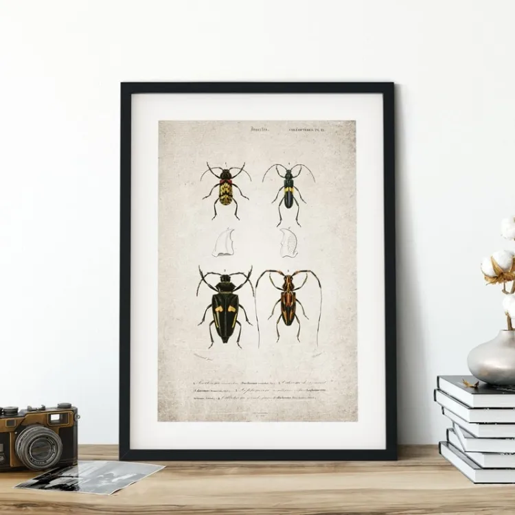 Vintage Entomology Giclee Print (Beetle Quartet Plate From 1907)