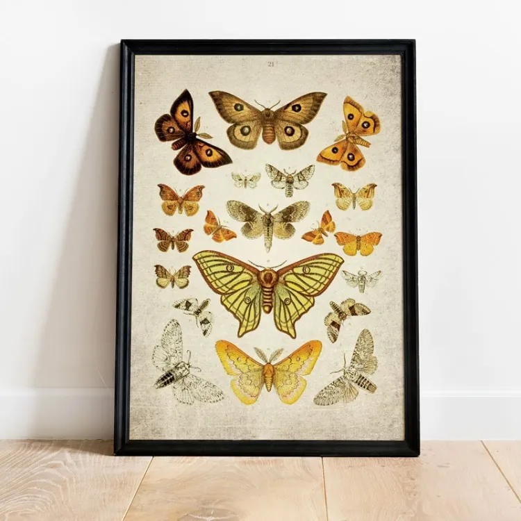 Vintage Entomology Giclee Print (Moth Plate From 1857)