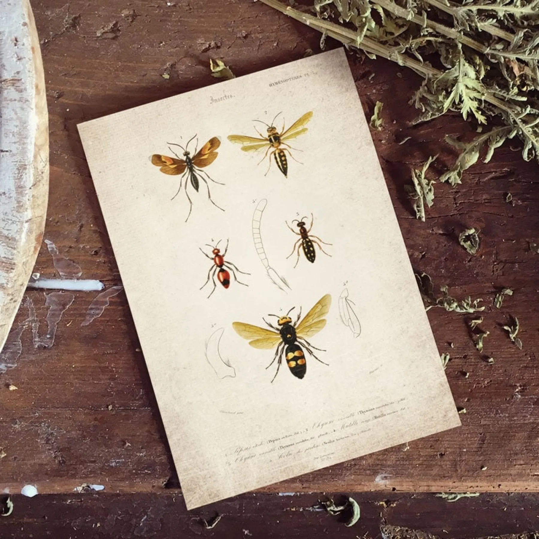 Minibeast Vintage Entomology Giclee Print (Wasp Plate From 1907)