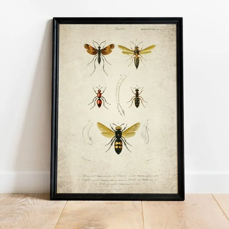 Vintage Entomology εκτύπωση giclée (Wasp Plate From 1907)