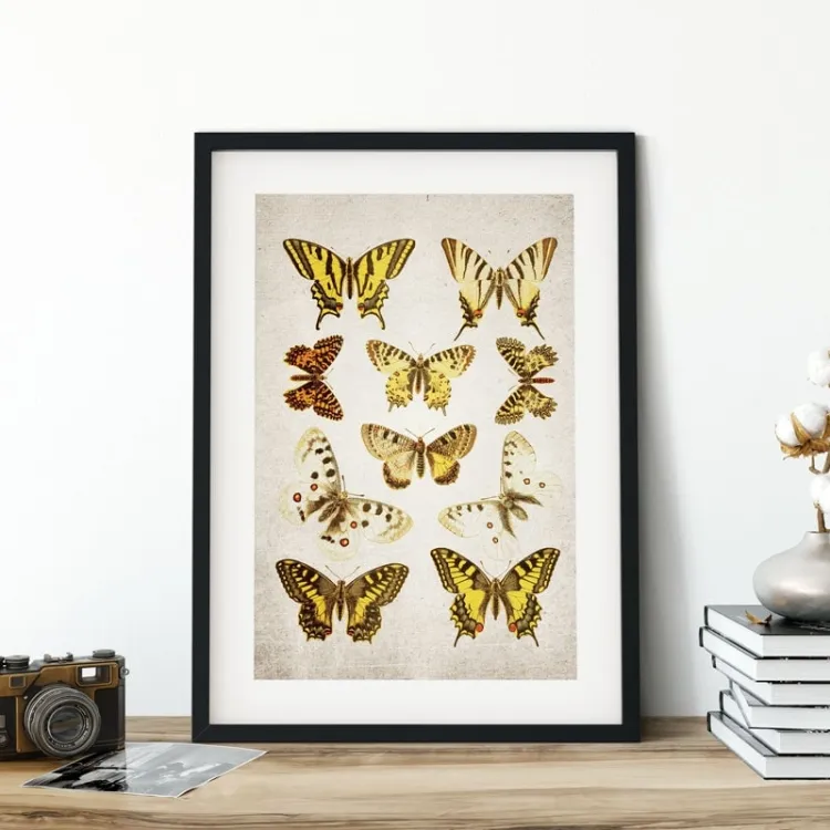 Vintage Entomology εκτύπωση giclée (Papilio Plate 1907)