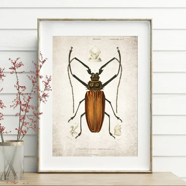 Vintage Entomology Giclee Print (Giant Beetle Plate From 1907)