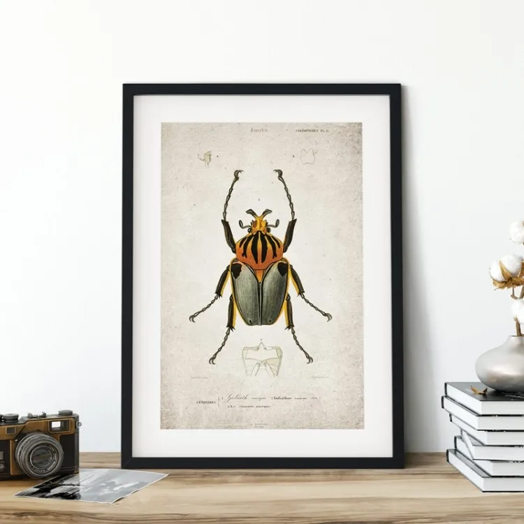 Vintage Entomology Giclee Print (Goliath Beetle Plate From 1907)