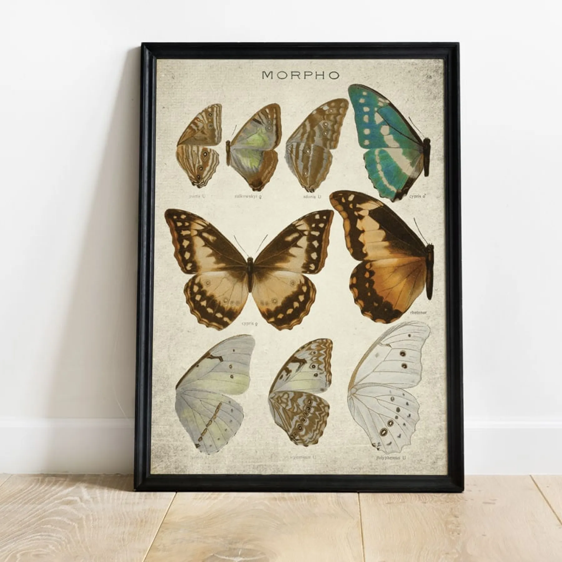 Minibeast Vintage Entomology Giclee Print (Morpho Collection 1 Plate From 1867)