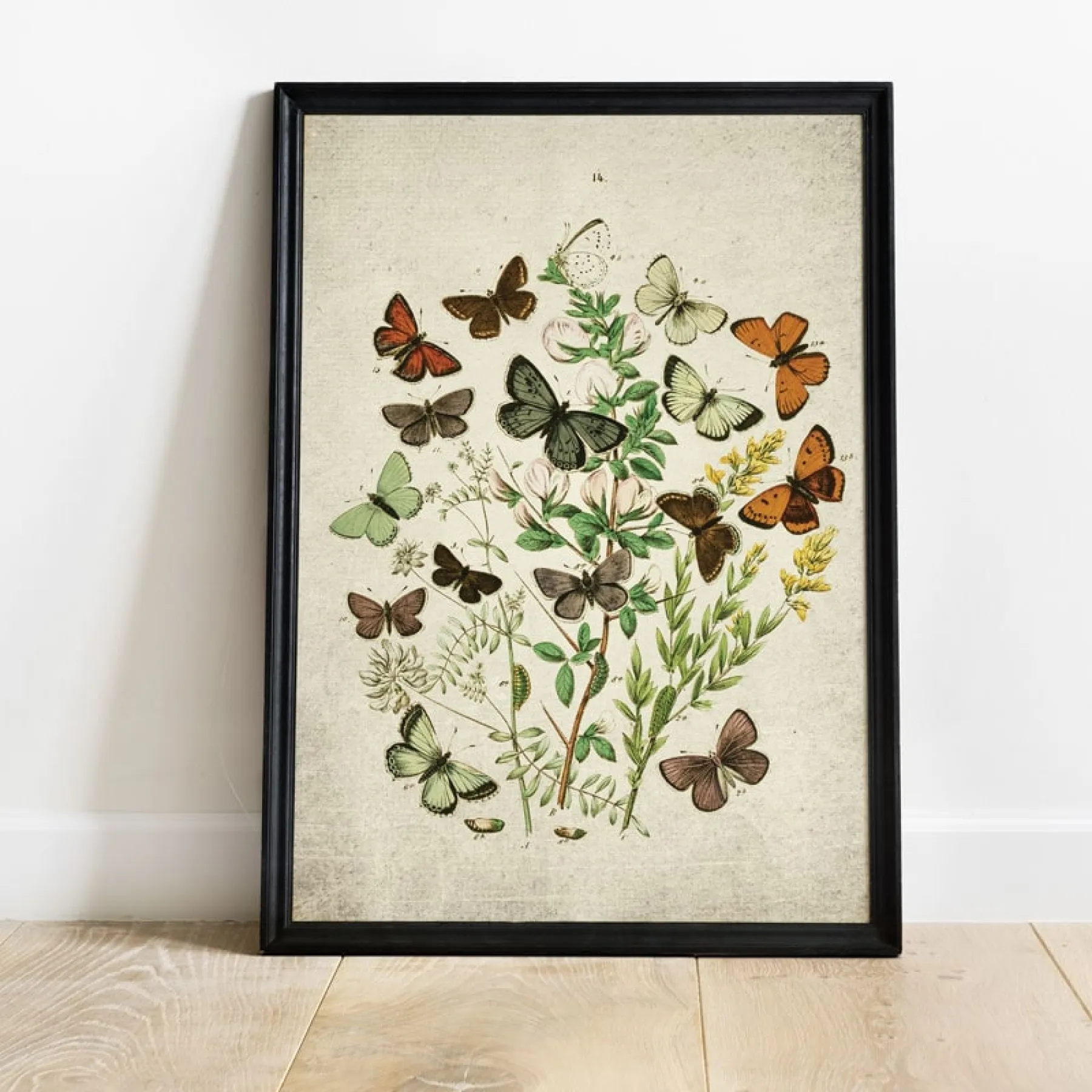 Minibeast Vintage Entomology Giclee Print (British Butterflies Three Plate From 1882)