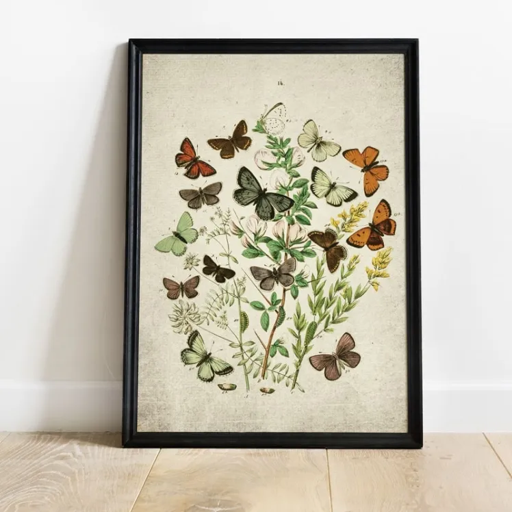 Vintage Entomology Giclee Print (British Butterflies Three Plate From 1882)