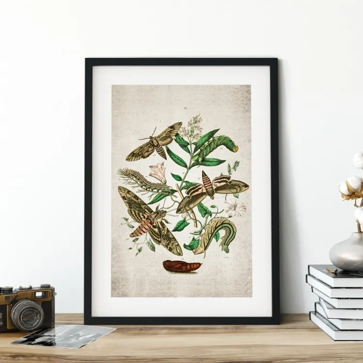 Vintage Entomology Giclee Print (European Hawk Moths Plate From 1882)