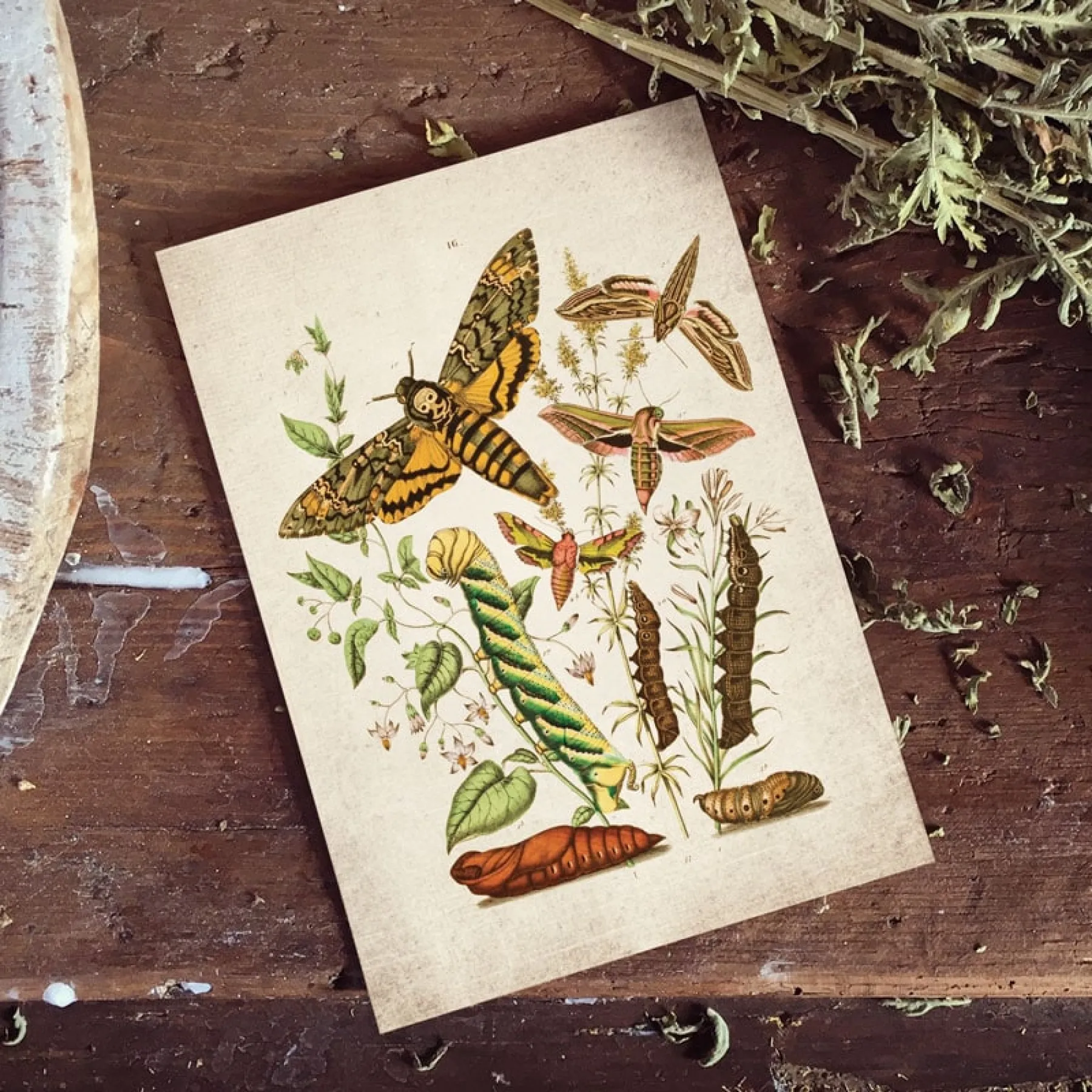 Vintage Entomology Giclee Print (Death Head Moth Plate From 1882)