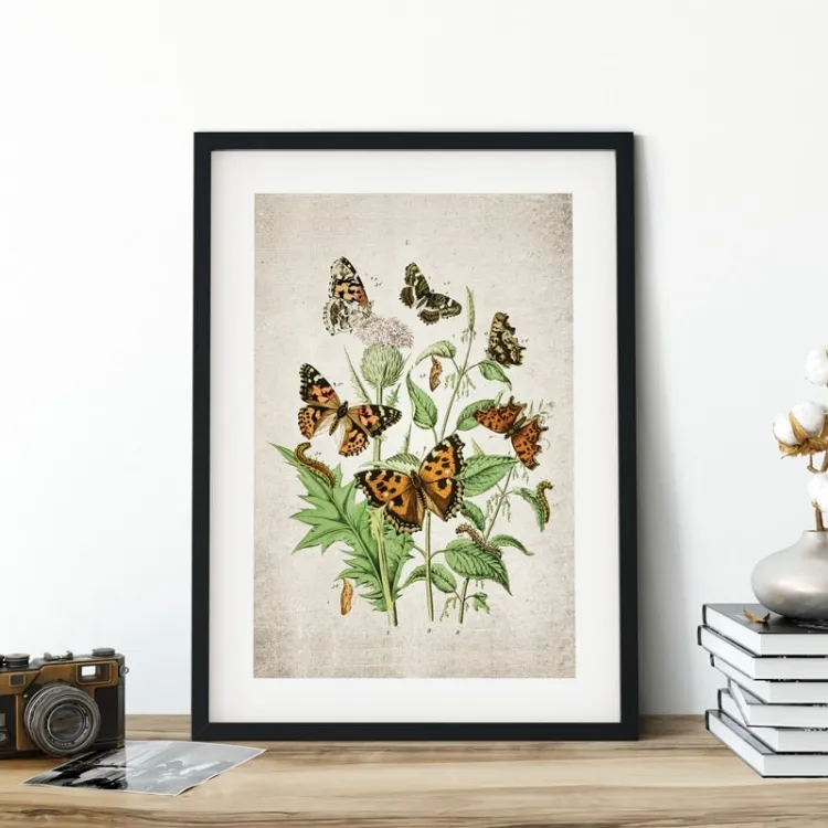 Vintage Entomology εκτύπωση giclée (Πίνακας Ευρωπαϊκών Πεταλούδων από 1882)