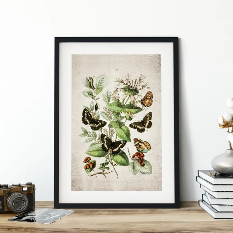Vintage Entomology Giclee Print (European Butterflies Two 1882)