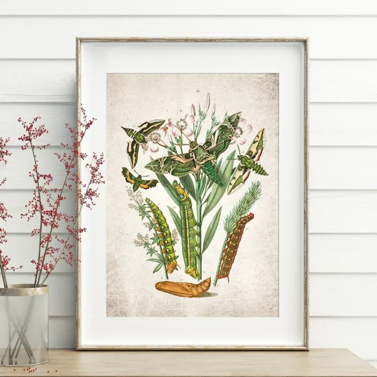 Vintage Entomology Giclee Print (Army Moth & Caterpillar Moth 1882)