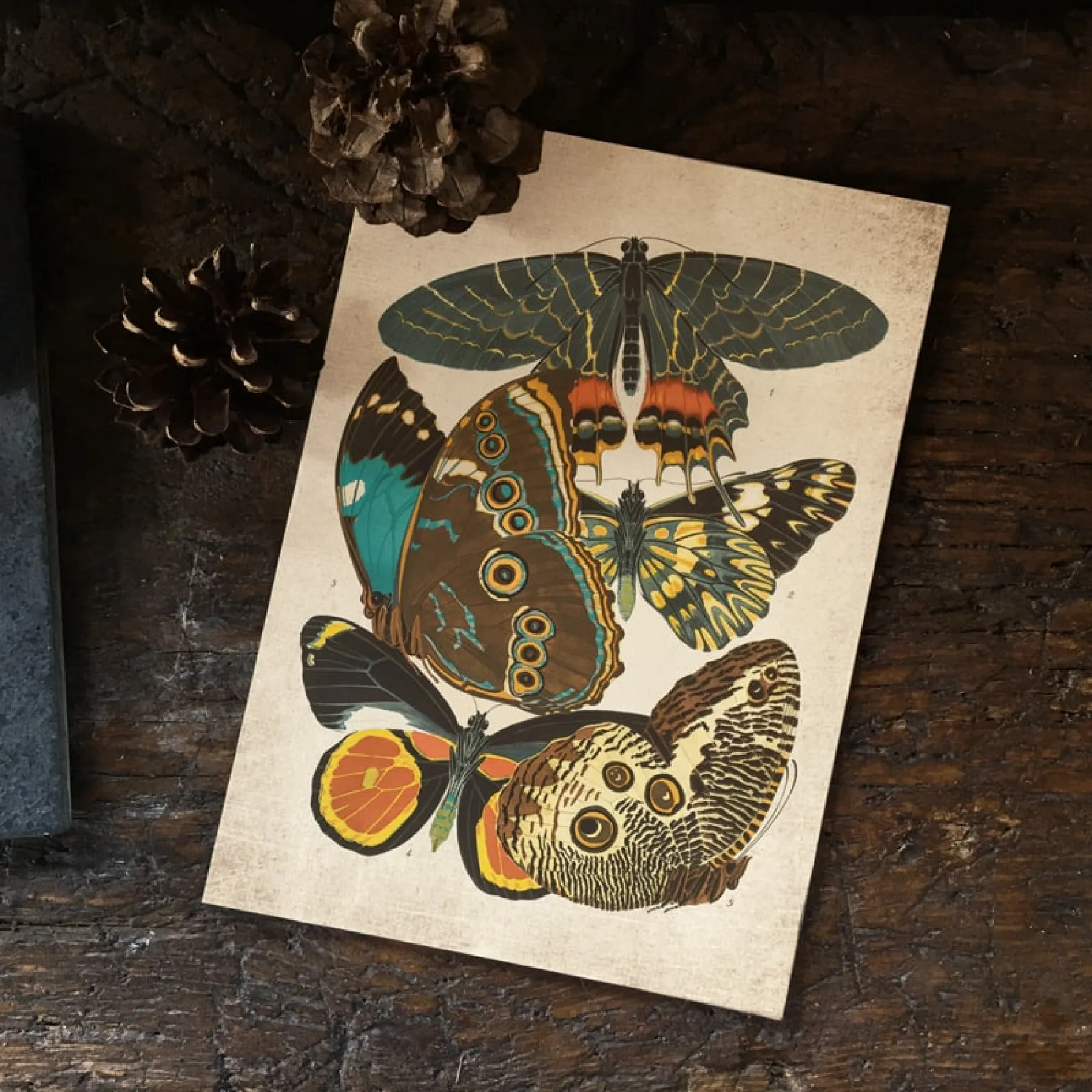 Minibeast Vintage Entomology Giclee Print (Papilio Scene #2 from 1925)