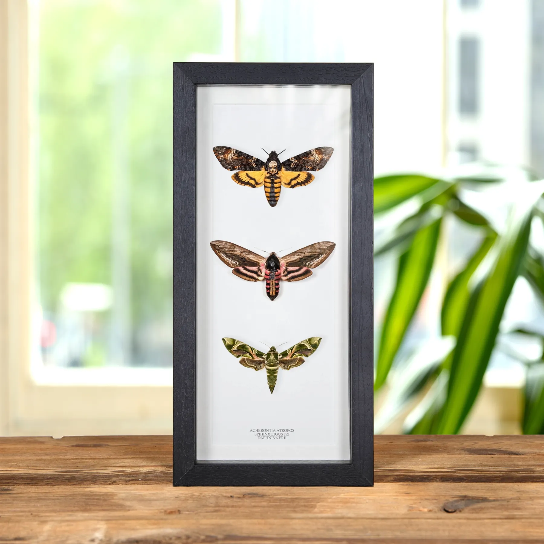 Minibeast Eulenfalter Trio im Rahmen (Acherontia atropos, Sphinx ligustri & Daphnis nerii)