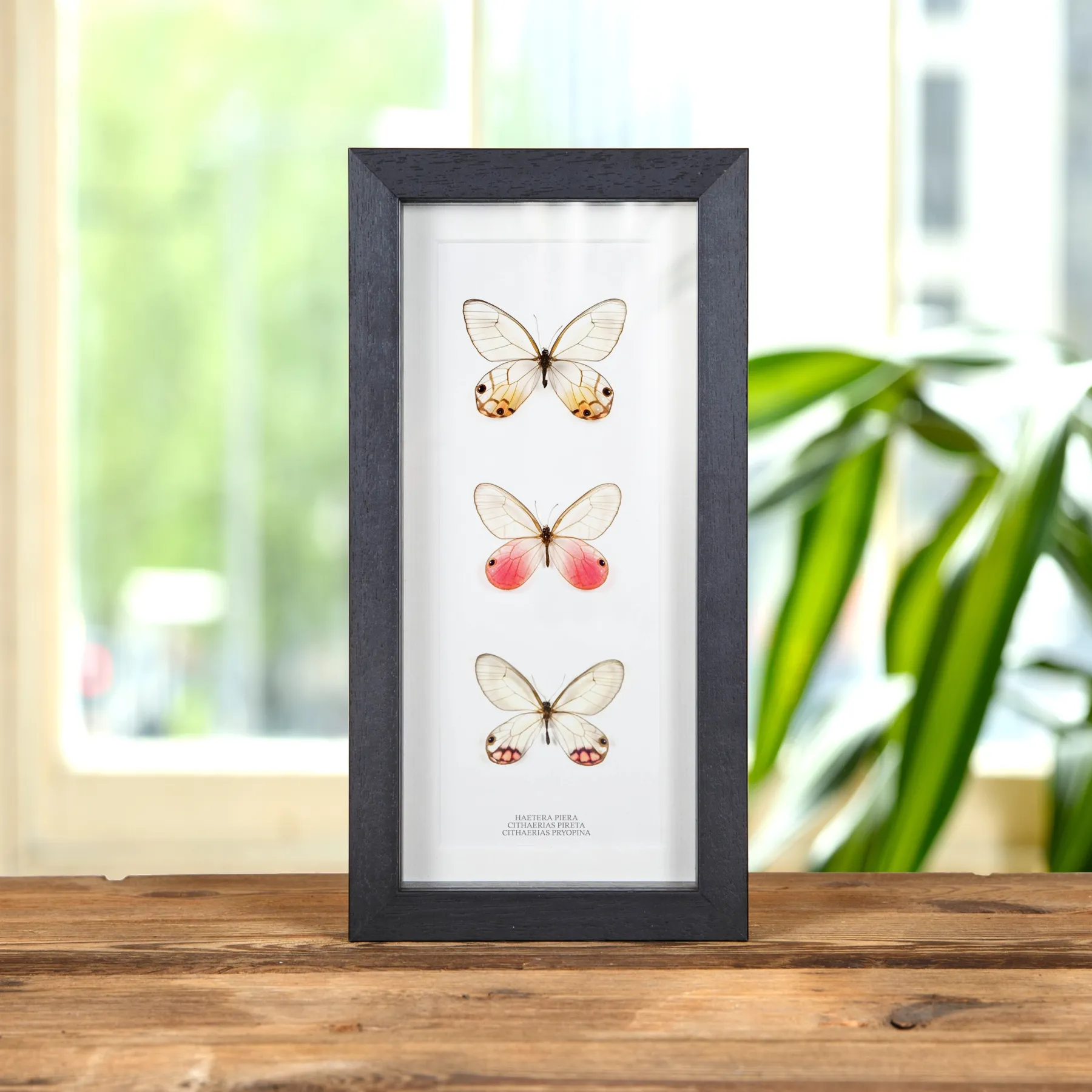 Glass Wing Butterfly Trio In Box Frame (Cithaerias pyropina, pireta & Haetera piera) Minibeast Glass Wing Butterfly Trio In Box Frame (Cithaerias pyropina, pireta & Haetera piera)
